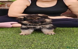 Pastor Alemán perros en venta: Espectacular cachorro de pastor alemán  - Imagen 2