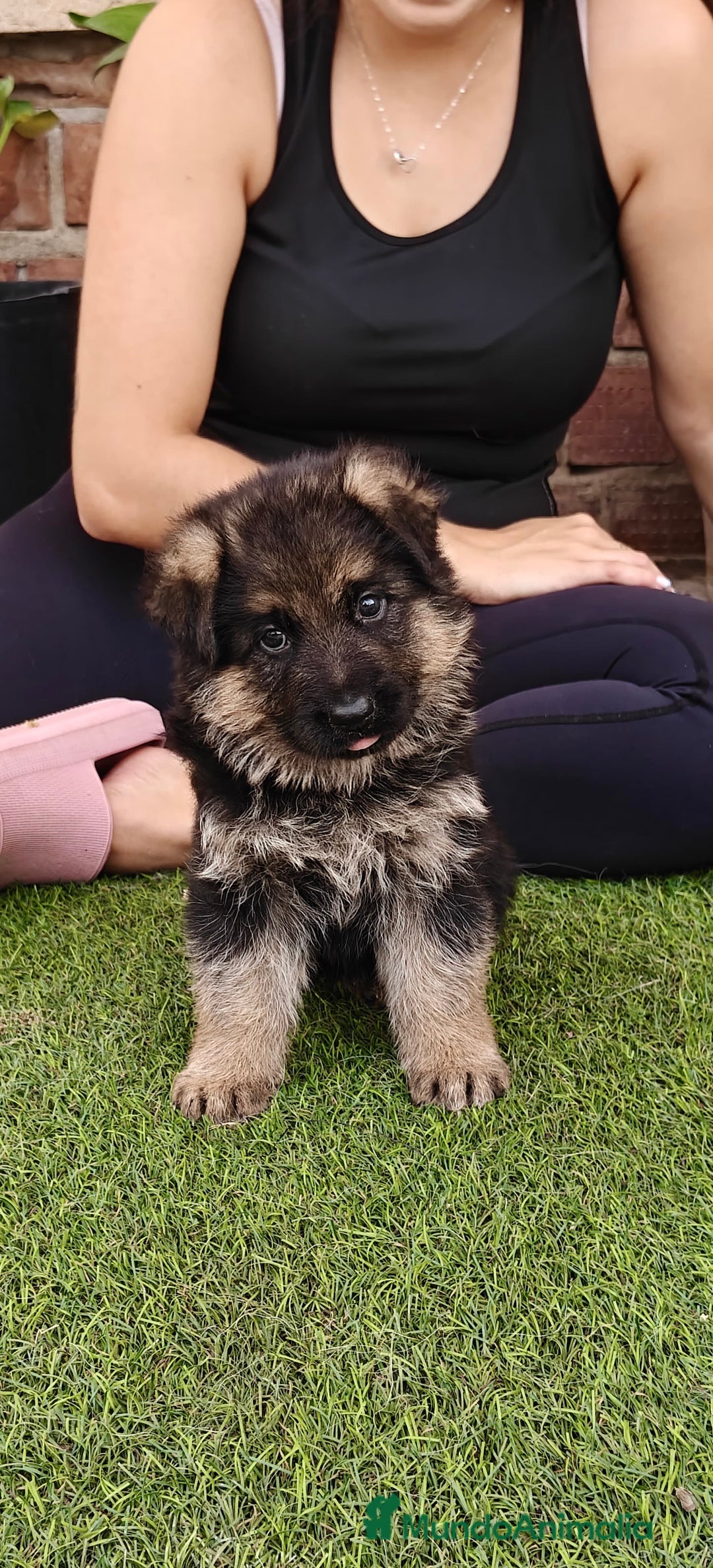 Pastor Alemán perros en venta: Espectacular cachorro de pastor alemán  - Imagen 2