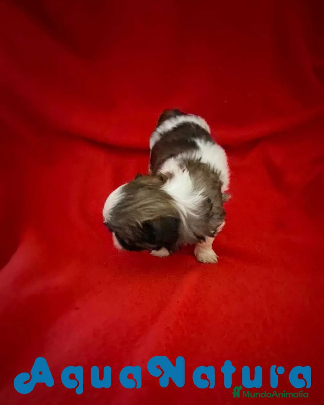 Shih Tzu perros en venta: Shih Tzu Hembra 1 de Ada y Newman AQUANATURA - Anuncio 4
