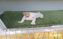 Jack Russell Terrier perros en venta: Jack Russell Macho disponible  - Imagen 1