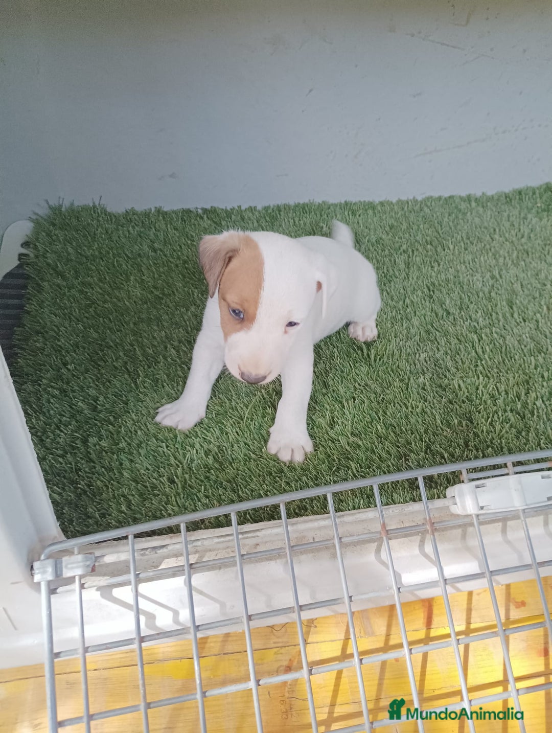 Jack Russell Terrier perros en venta: Jack Russell Macho disponible  - Imagen 1