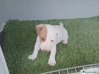 Jack Russell Terrier perros - Anuncio 1