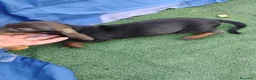 Teckel Miniatura perros en venta: Hembra teckel miniatura  - Anuncio 2