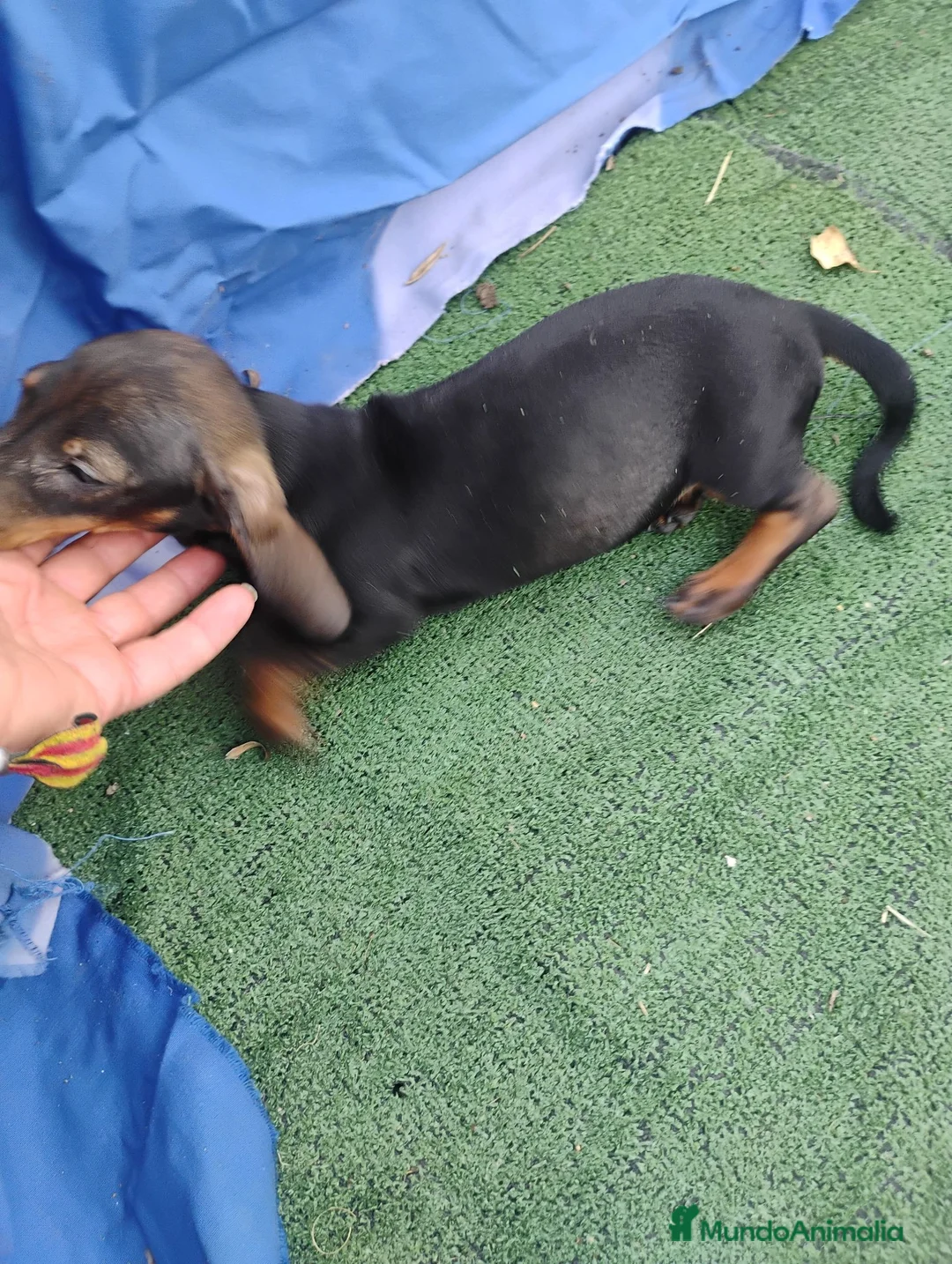 Teckel Miniatura perros en venta: Hembra teckel miniatura  - Anuncio 2