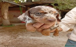 Teckel perros en venta: Teckel mini - Imagen 3
