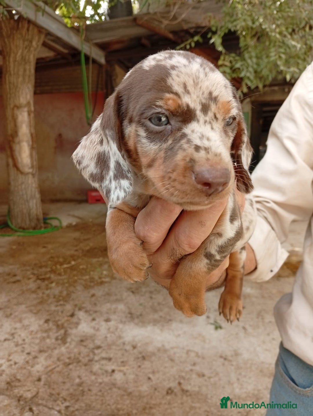 Teckel perros en venta: Teckel mini - Imagen 3