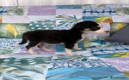 Border Collie perros en venta: Border collie última hembra  - Imagen 10