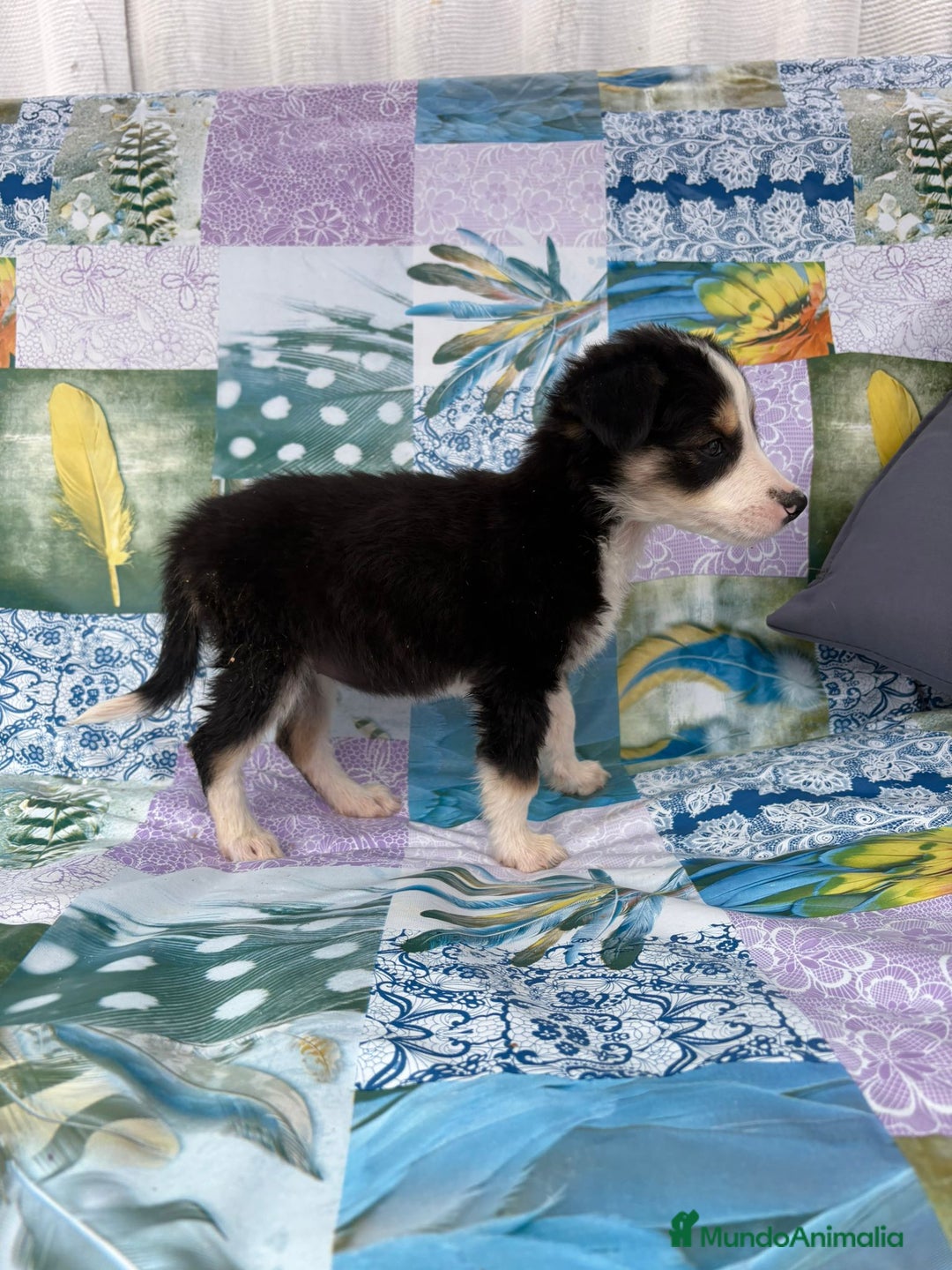 Border Collie perros en venta: Border collie última hembra  - Imagen 10