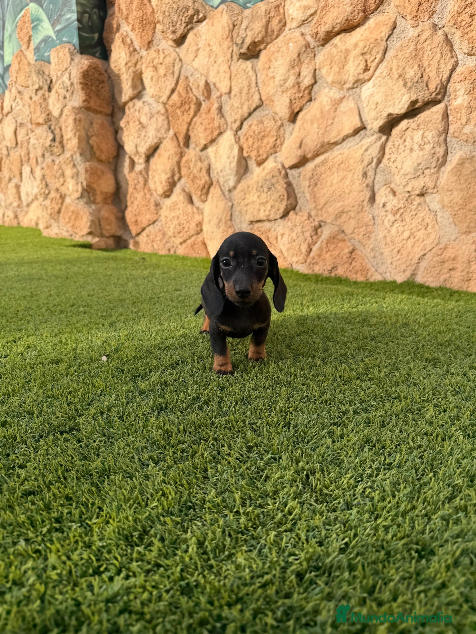 Teckel Miniatura perros Excelente camada Teckel kaninchen - Anuncio 1