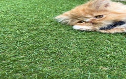 Británico de Pelo Largo gatos en venta: Hembra British Bicolor - Imagen 6