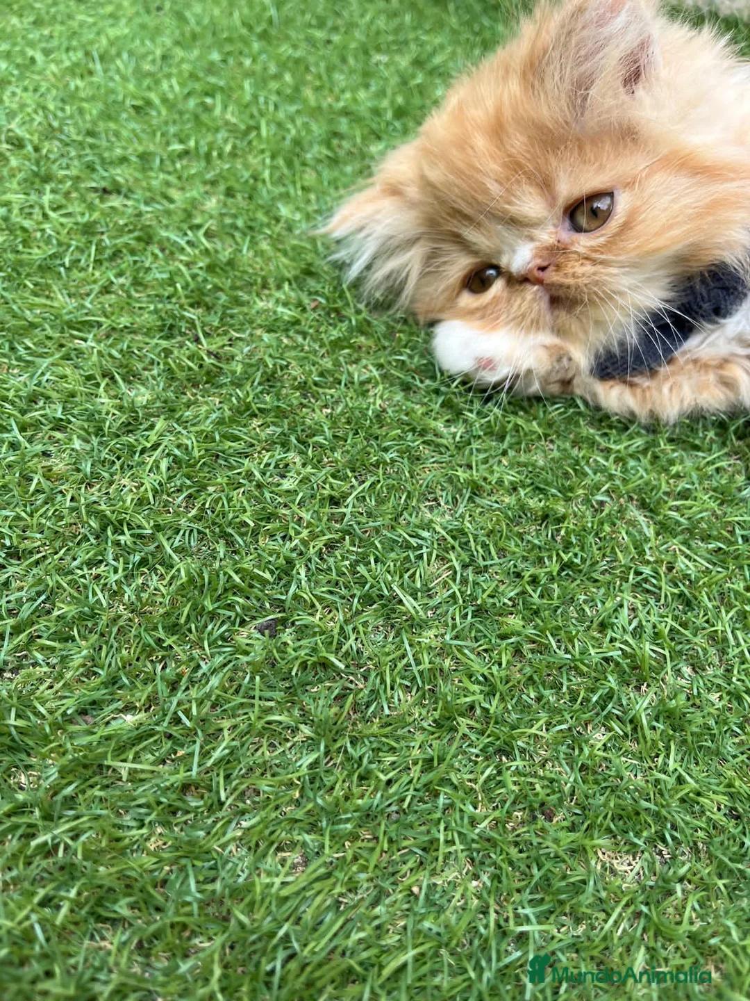 Británico de Pelo Largo gatos en venta: Hembra British Bicolor - Anuncio 6