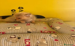 Pomerania perros en venta: Pomerania machos - Imagen 5