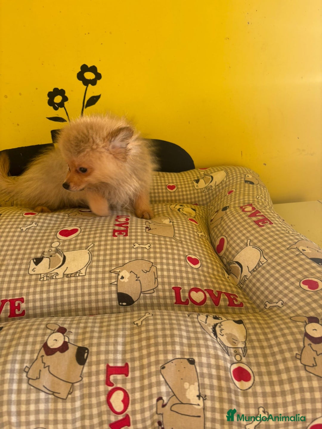 Pomerania perros en venta: Pomerania machos - Imagen 5