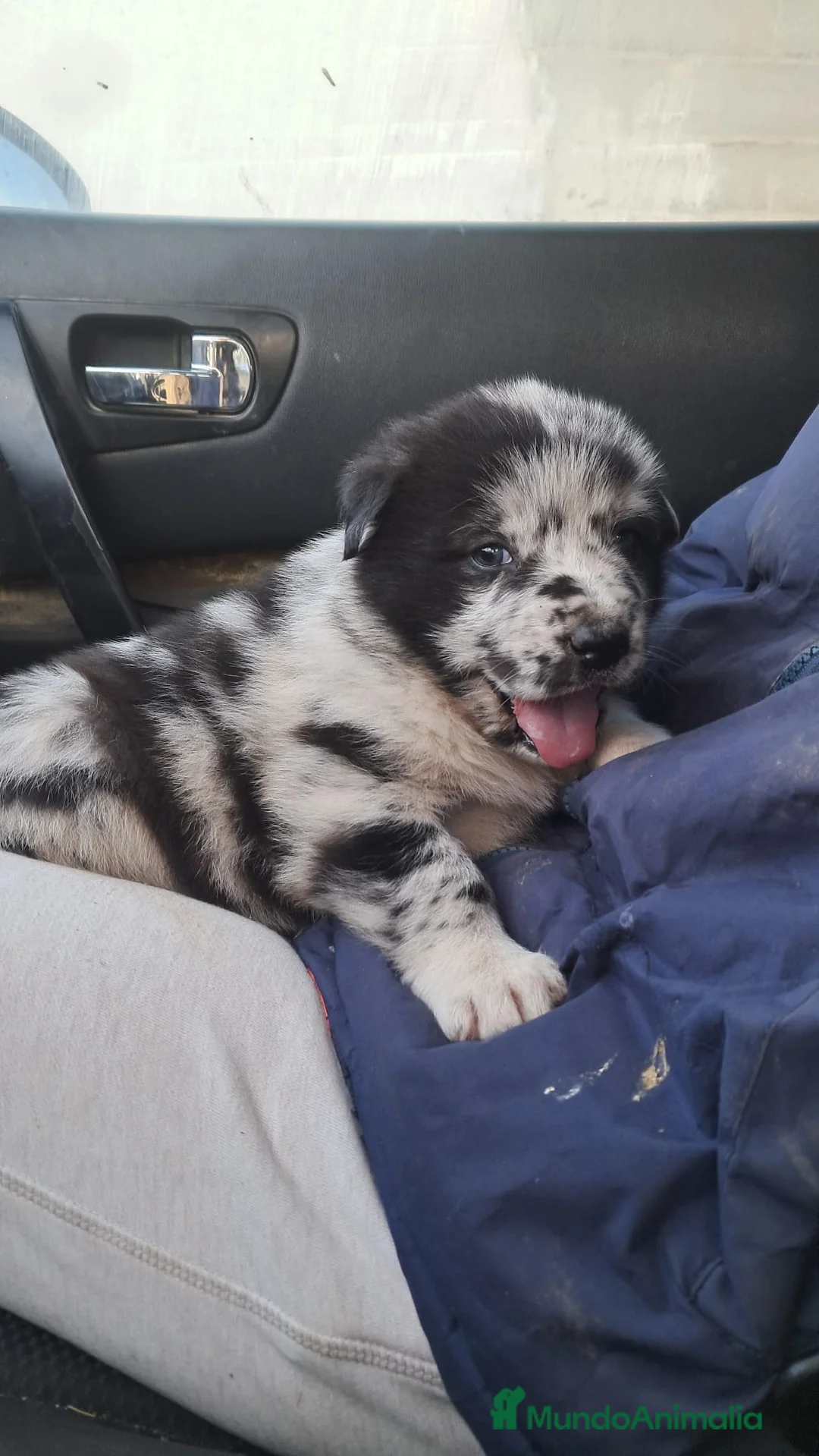 Mastín Español perros en venta: Preciosa mastín merle hembra - Anuncio 2