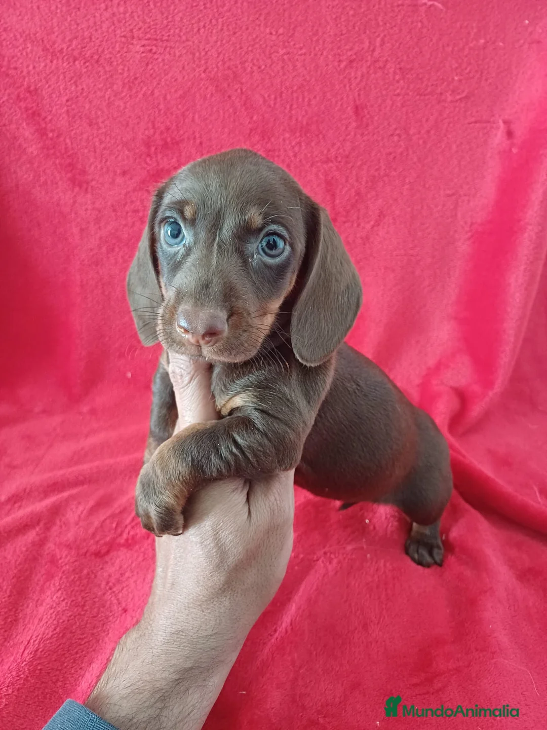 Teckel Miniatura perros en venta: Teckel Miniatura Chocolate  - Anuncio 1