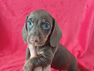 Teckel Miniatura perros Teckel Miniatura Chocolate - Anuncio 1