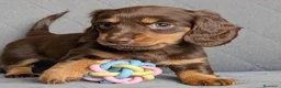 Teckel Miniatura perros en venta: Teckel de pelo largo chocolate 🍫  - Anuncio 3