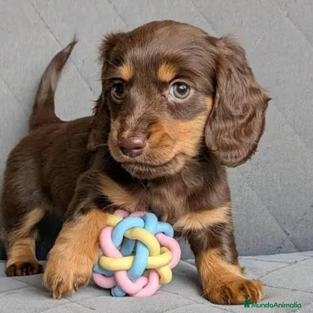 Teckel Miniatura perros en venta: Teckel de pelo largo chocolate 🍫  - Anuncio 3