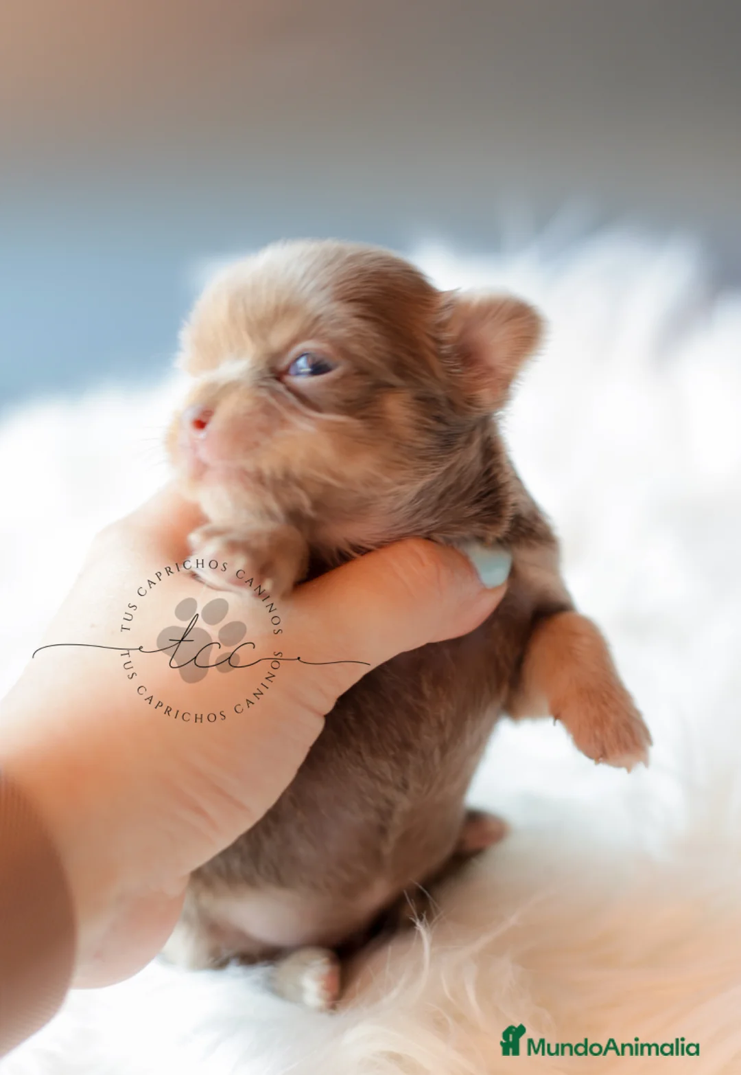 Chihuahua perros en venta: CHIHUAHUA TRILILAC PELO LARGO  - Anuncio 2