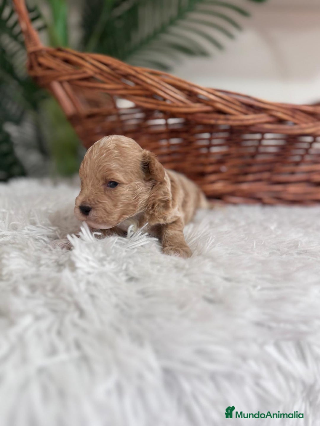 Caniche Toy perros en venta: CANICHE TOY MACHOS - Imagen 19