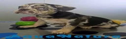Bulldog Francés perros en venta: Bulldog Frances Macho 9811 AQUANATURA - Anuncio 9