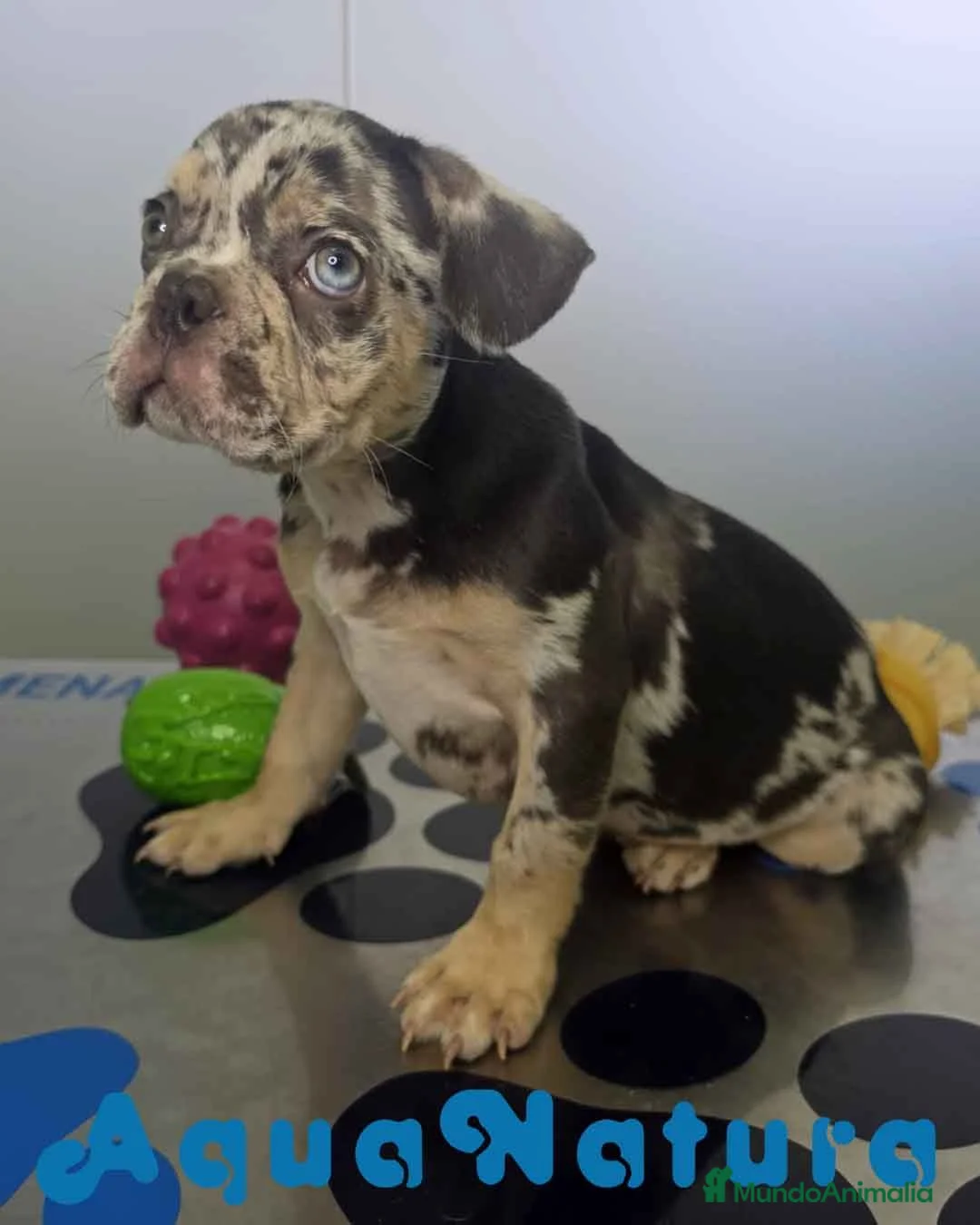 Bulldog Francés perros en venta: Bulldog Frances Macho 9811 AQUANATURA - Anuncio 9
