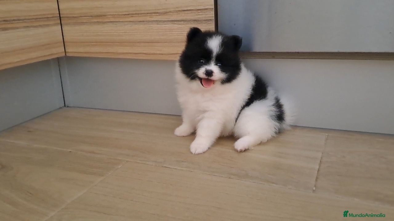 Pomerania perros Cachorrita de Pomerania  - Anuncio 2