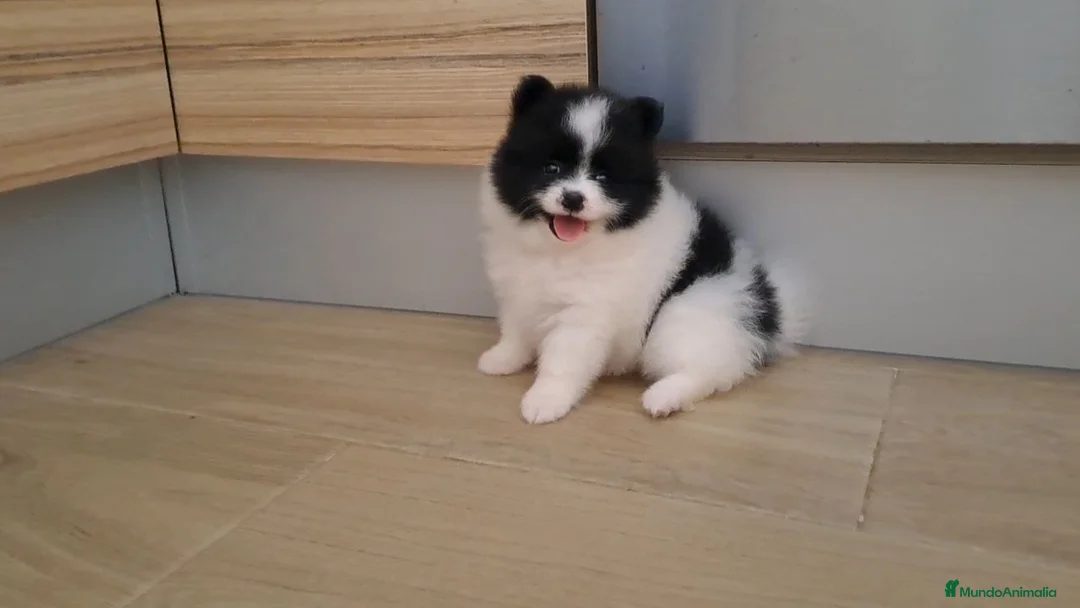 Pomerania perros en venta: Cachorrita de Pomerania  - Anuncio 2