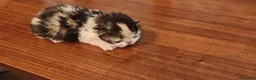 Persa gatos en venta: Persas en Jaén - Anuncio 2