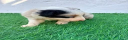 Border Collie perros en venta: Border Collie tricolor merle blue chocolate - Anuncio 17