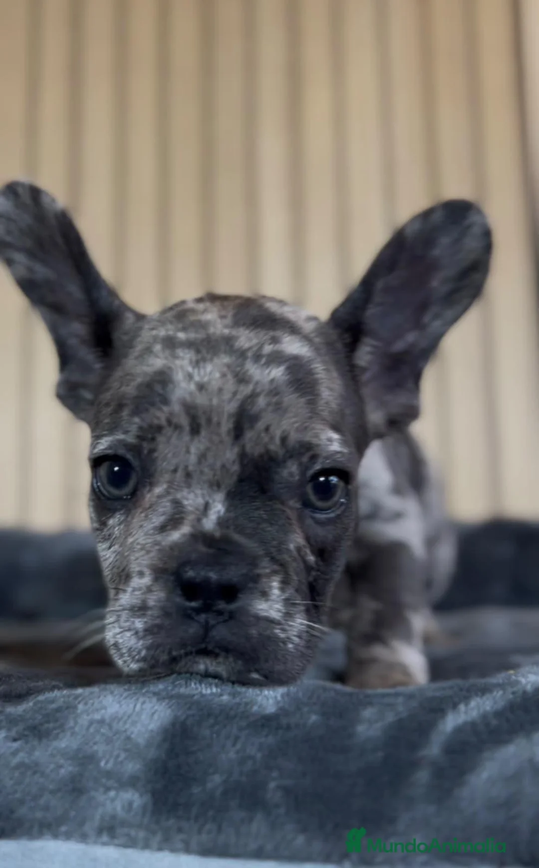 Bulldog Francés perros en venta: Bulldog francés blue merle - Anuncio 4