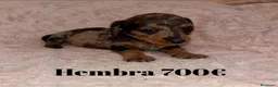 Teckel perros en venta: Teckel de máxima calidad  - Anuncio 3