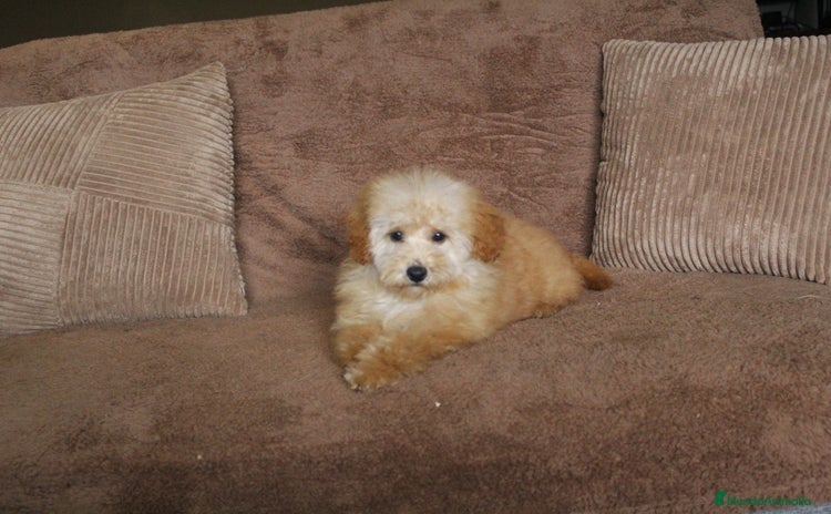 Caniche Toy perros Caniche toy apricot  - Anuncio 2