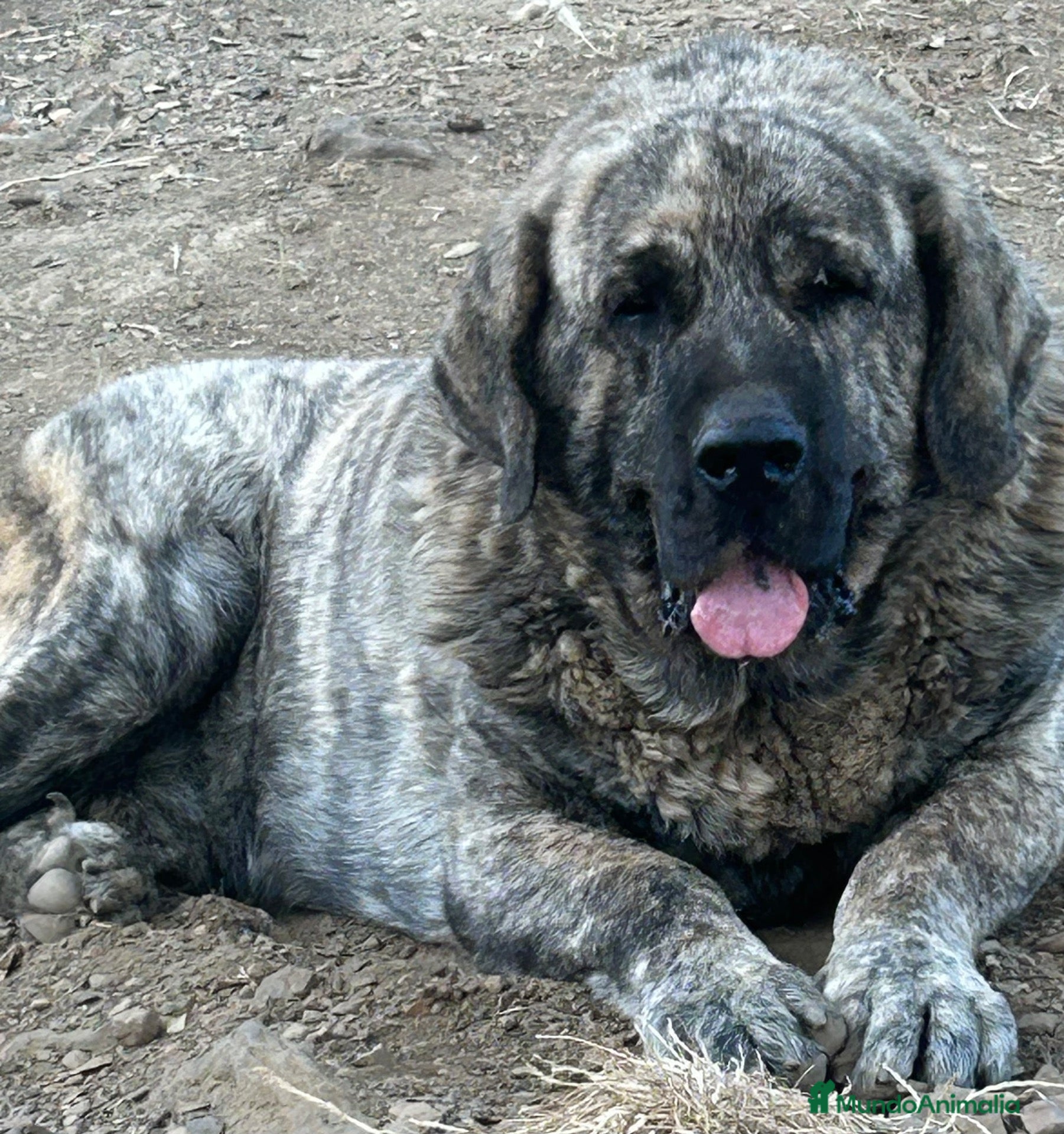 Mastín Español perros Semental Mastín Español  - Anuncio 1