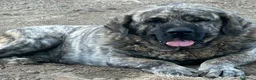 Mastín Español perros en venta: Semental Mastín Español  - Anuncio 1