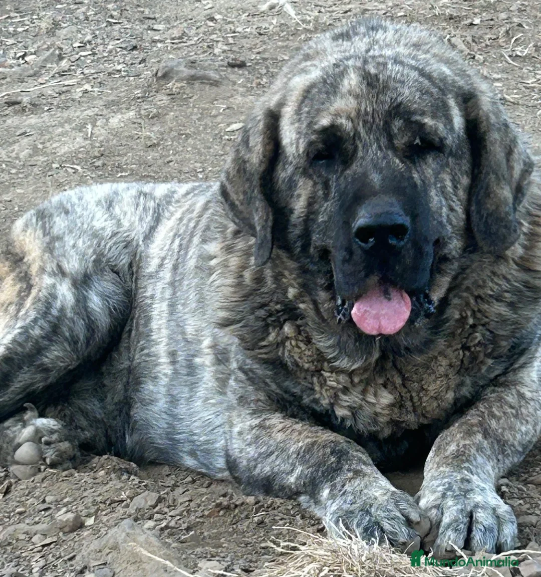 Mastín Español perros en venta: Semental Mastín Español  - Anuncio 1