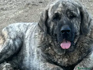 Mastín Español perros Semental Mastín Español - Anuncio 1