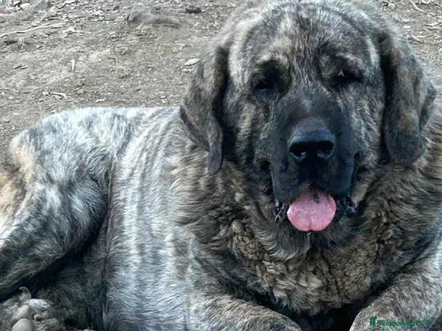 Mastín Español perros Semental Mastín Español - Anuncio 1