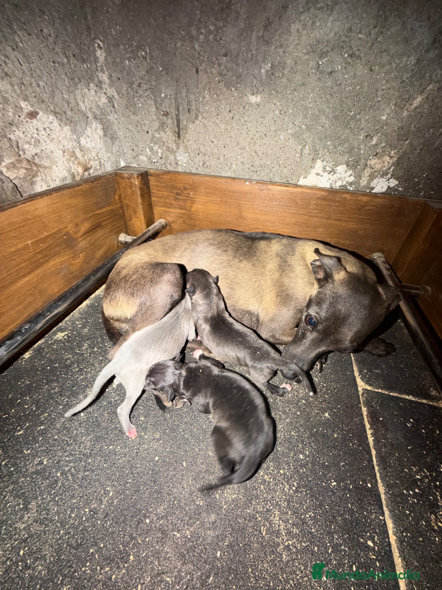 Pequeño Lebrel Italiano perros Hembra galgo italiano piccolo - Anuncio 4