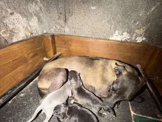 Pequeño Lebrel Italiano perros Hembra galgo italiano piccolo - Anuncio 4