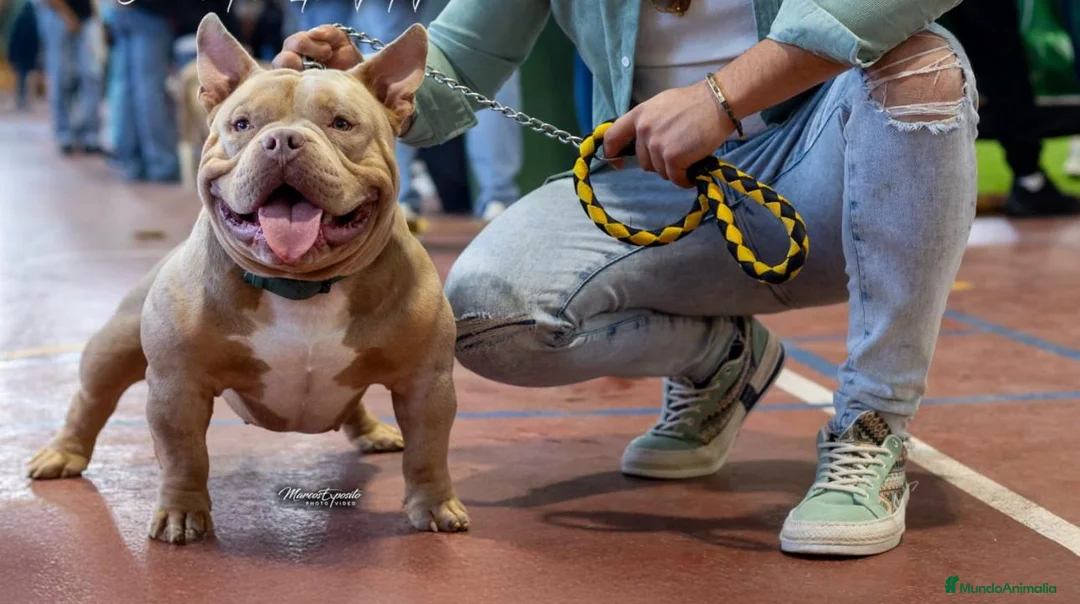 American Bully perros en venta: American Bully hembra micro una pasada  - Anuncio 7