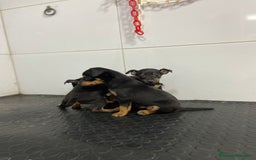 Pinscher Miniatura perros en venta: Cachorros mini Pinscher 500€ ¡PRECIO REAL! - Imagen 4