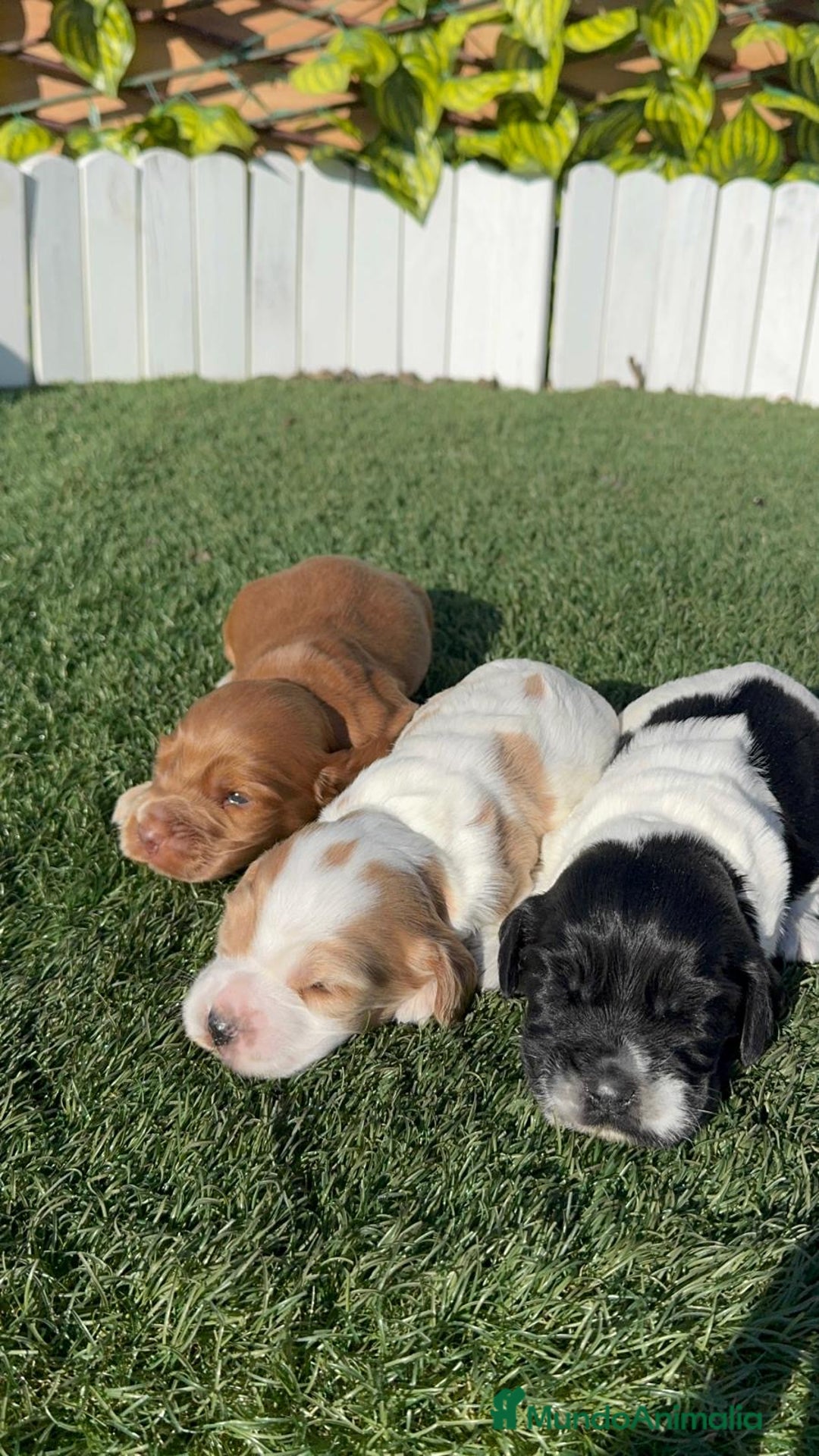 Cocker Spaniel Inglés perros en venta: COCKER SPANIEL INGLES - Anuncio 15