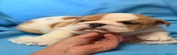 Bulldog Inglés perros en venta: Bulldog inglés macho  - Anuncio 4