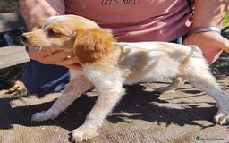 Épagneul Breton perros en venta: CACHORROS DE ESPAGNEULS BRETON  - Imagen 6