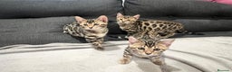 Bengalí gatos en venta: Bengalíes  en Cáceres - Anuncio 8
