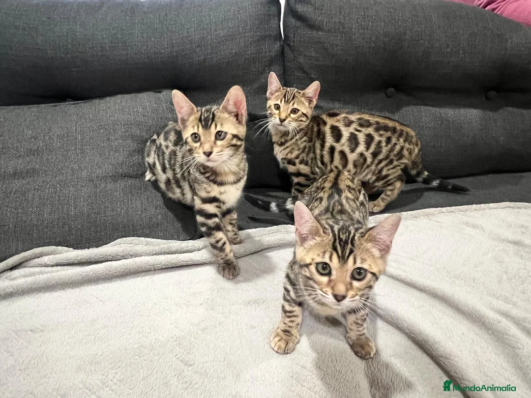 Bengalí gatos en venta: Bengalíes  en Cáceres - Anuncio 8