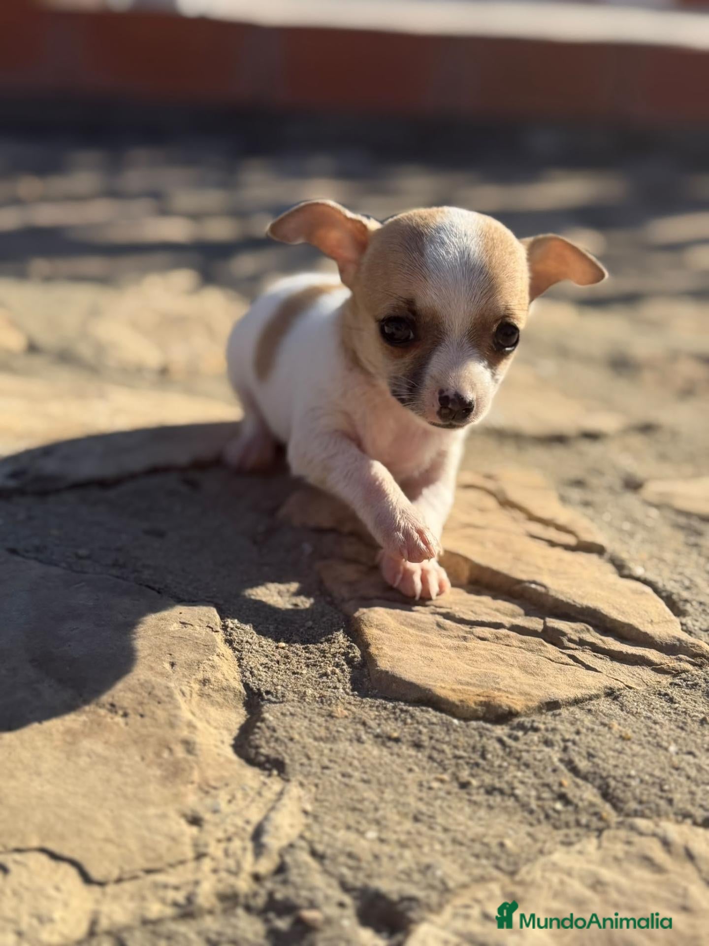Chihuahua perros Chihuahuas Toy de calidad  - Anuncio 14