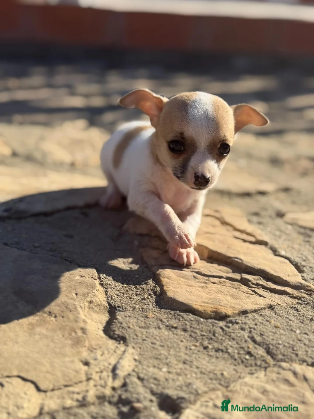 Chihuahua perros en venta: Chihuahuas Toy de calidad  - Anuncio 2
