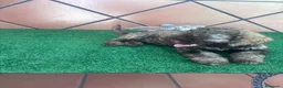 Perro de Agua Español perros en venta: Excelente último cachorrito perro de agua Español - Anuncio 5
